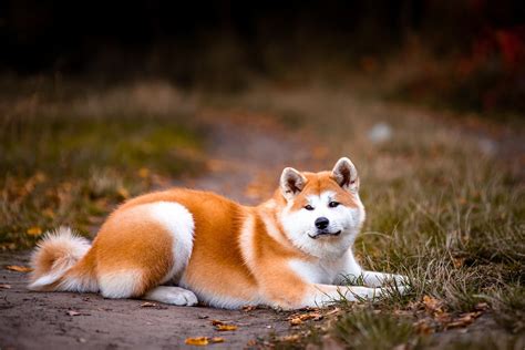 akita philippines|Japanese Akita Dog Breed Information .